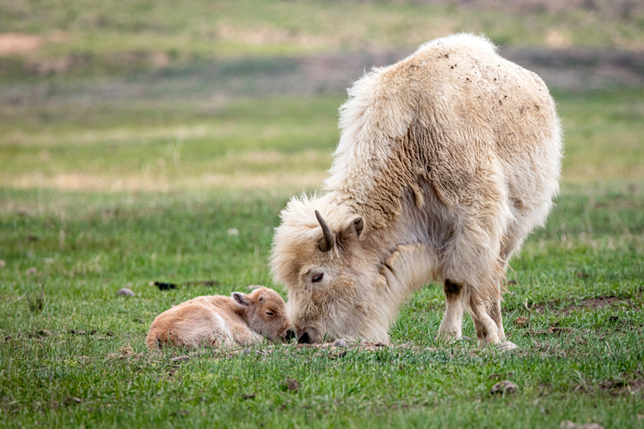 White Bison Momma and Child