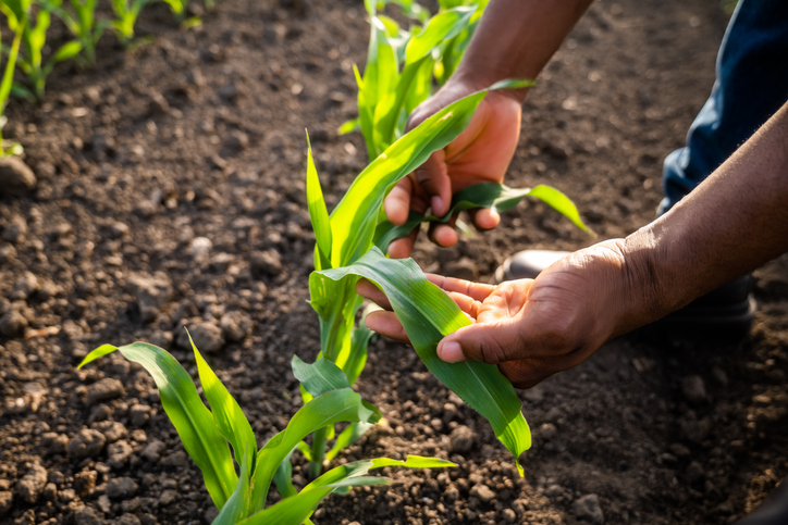 Close up image of farmer examining corn