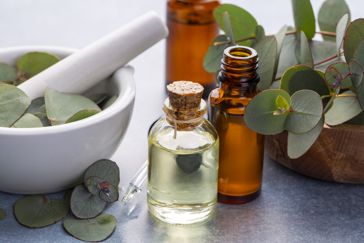 essential oils winter - Eucalyptus leaves and essential oil