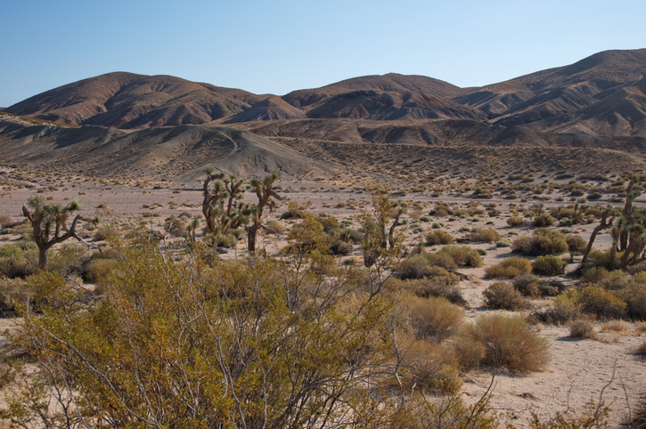 Joshua tree in desert landscape
