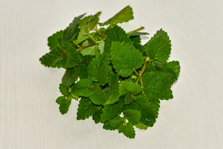 Lemon Balm, Balm, Beebalm, Melissa, Lemonbalm on the surface of the table