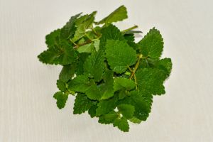 Lemon Balm, Balm, Beebalm, Melissa, Lemonbalm on the surface of the table