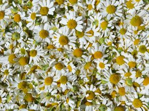 Chammomile Flowerheads